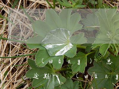 網(wǎng)貸忘記還款不到一天算不算逾期-網(wǎng)貸忘記還款不到一天算不算逾期了
