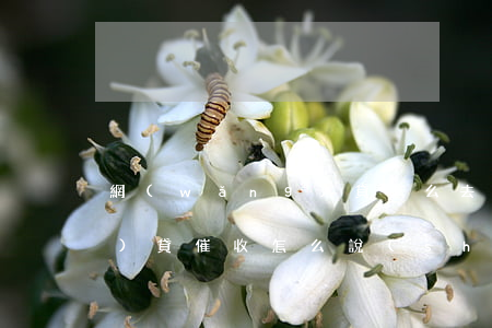 網(wǎng)貸怎么去催收(網(wǎng)貸催收怎么說(shuō)才有效果)