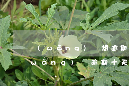 網(wǎng)貸想逾期10幾天再還(網(wǎng)貸逾期十天問題大嗎)