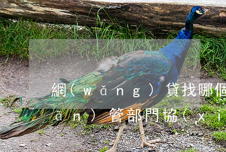網(wǎng)貸找哪個(gè)監(jiān)管部門協(xié)商解決逾期-網(wǎng)貸找哪個(gè)監(jiān)管部門協(xié)商解決逾期問題