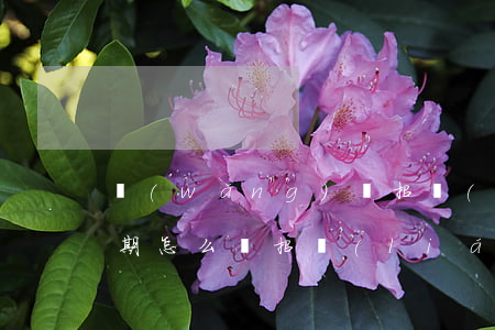 網(wǎng)貸招聯(lián)金融逾期怎么辦(招聯(lián)金融網(wǎng)貸逾期了暫時還不上怎么辦)