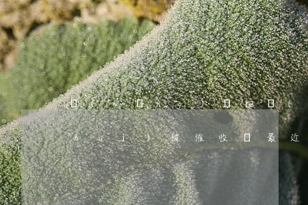 網(wǎng)貸按時(shí)還款會(huì)被催收嗎(最近網(wǎng)貸催收又猖狂了)