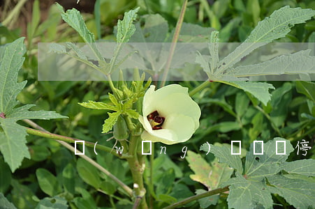網(wǎng)貸掛賬停息后還會催收嗎