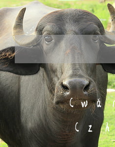 網(wǎng)貸支付寶逾期多久會被法院執(zhí)行