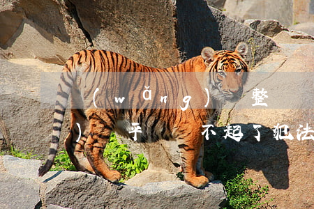 網(wǎng)貸整頓還不起(網(wǎng)貸平臺還不起了犯法嗎)