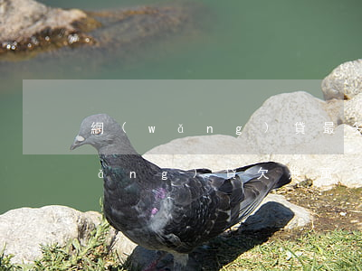 網(wǎng)貸最多的人欠了多少(網(wǎng)貸欠幾萬)