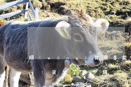 網(wǎng)貸最多能欠多少(網(wǎng)貸欠了多少錢)