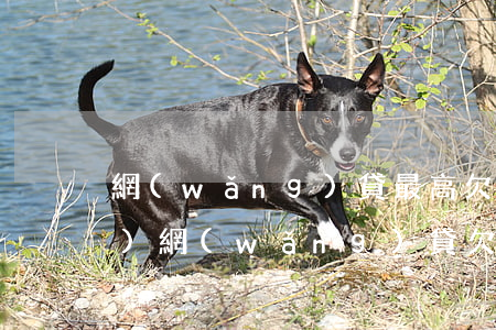 網(wǎng)貸最高欠多少錢(qián)(網(wǎng)貸欠多少錢(qián)夠判刑的)