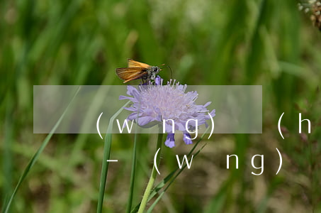 網(wǎng)貸會(huì)被納入失信嗎-網(wǎng)貸會(huì)被納入失信嗎