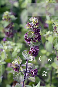 網(wǎng)貸會異地起訴(網(wǎng)貸異地起訴怎么辦)