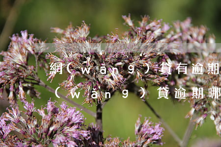 網(wǎng)貸有逾期怎么才能借到錢(網(wǎng)貸逾期哪里還能借到錢)