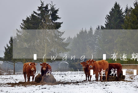 網(wǎng)貸有逾期的能不能車貸(網(wǎng)貸逾期買車能貸款嗎?)