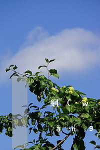網(wǎng)貸本人還不起怎么辦(網(wǎng)貸本人還不起怎么辦)