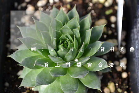 網(wǎng)貸村委會起訴(網(wǎng)貸上村委會合法嗎)
