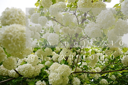 網(wǎng)貸欠10000(網(wǎng)貸欠100000)