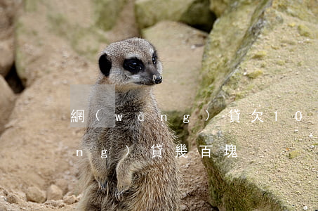 網(wǎng)貸欠100塊錢(欠網(wǎng)貸幾百塊)
