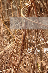 網(wǎng)貸欠15萬(wàn)要不要跟家人坦白