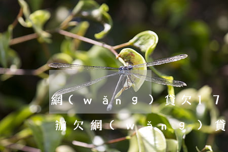 網(wǎng)貸欠17萬(wàn)怎么辦(欠網(wǎng)貸18萬(wàn)左右我該怎么?)