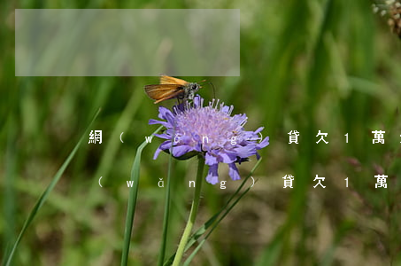 網(wǎng)貸欠1萬還不上會怎么樣(網(wǎng)貸欠1萬還不上會怎么樣)