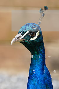 網(wǎng)貸欠20多萬已逾期怎么辦(欠十多萬網(wǎng)貸全部逾期)