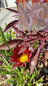 網(wǎng)貸欠50000以上會坐牢嗎-