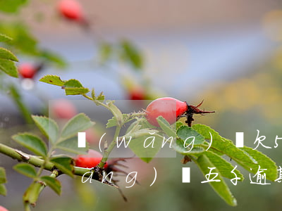 網(wǎng)貸欠500逾期4年(網(wǎng)貸五千逾期半年)