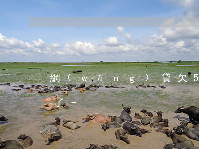 網(wǎng)貸欠50萬跟父母說怕暈倒了-