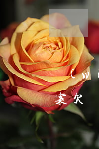網(wǎng)貸欠6萬(wàn)自救方案(欠網(wǎng)貸6萬(wàn)誰(shuí)能救我)