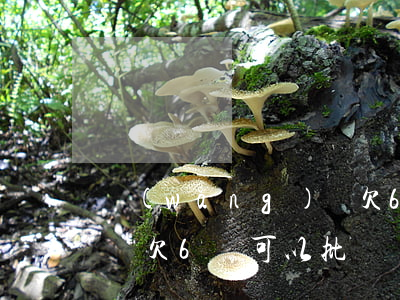 網(wǎng)貸欠6萬6(網(wǎng)貸欠6萬可以批車貸嗎)