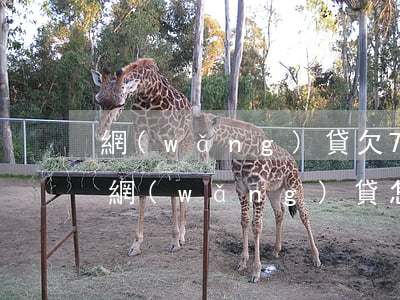 網(wǎng)貸欠7萬怎么向家人坦白(欠網(wǎng)貸怎么跟家里人坦白)