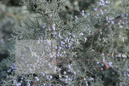 網(wǎng)貸欠一千多會(huì)被列入失信名單嗎(網(wǎng)貸欠兩千多會(huì)成為失信人員嗎?)