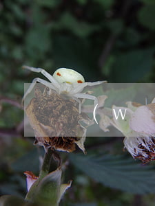 網(wǎng)貸欠七千會被上訴嗎