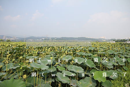 網(wǎng)貸欠三十多萬還不起怎么辦(網(wǎng)貸欠了三十萬怎么辦)