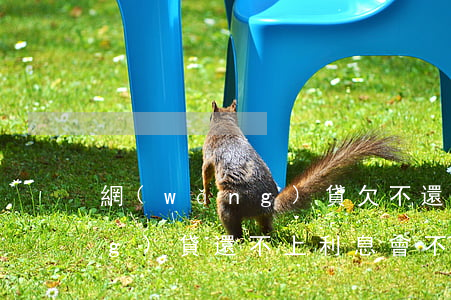 網(wǎng)貸欠不還 利息(欠網(wǎng)貸還不上利息會不會一直漲)
