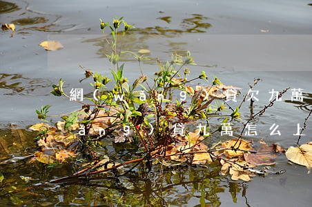 網(wǎng)貸欠九萬怎么坦白(欠網(wǎng)貸九萬怎么上岸)