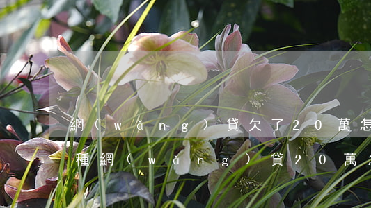 網(wǎng)貸欠了20萬怎么處理(欠各種網(wǎng)貸20萬怎么辦)