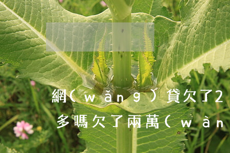 網(wǎng)貸欠了2萬(wàn)多算多嗎(欠了兩萬(wàn)多網(wǎng)貸算多嗎)