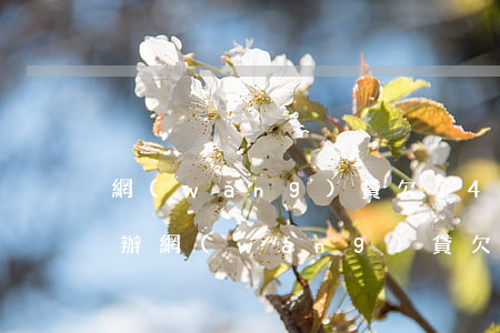 網(wǎng)貸欠了4000還不上怎么辦(網(wǎng)貸欠了5000還不起了)