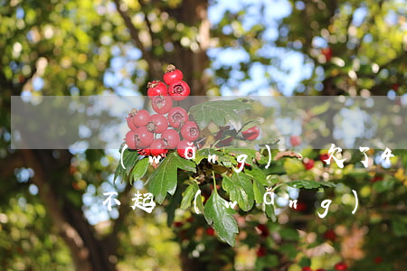 網(wǎng)貸欠了40萬(wàn)還不起(網(wǎng)貸欠了40多萬(wàn))