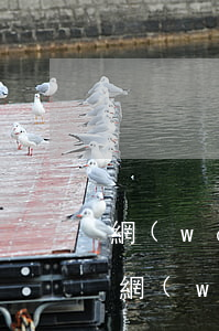 網(wǎng)貸欠了49個還不上報警啦(網(wǎng)貸還不清了報警有用嗎)