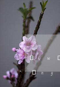 網(wǎng)貸欠了5萬怎么解決(網(wǎng)貸欠了五萬怎么辦)