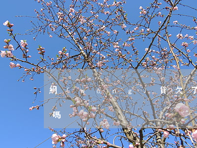 網(wǎng)貸欠了5萬還能去銀行貸款嗎