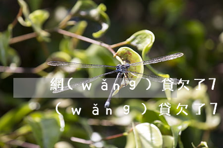網(wǎng)貸欠了7萬還不上怎么辦(網(wǎng)貸欠了7萬還不上怎么辦)