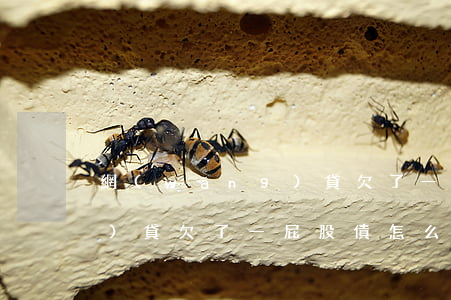 網(wǎng)貸欠了一屁股(網(wǎng)貸欠了一屁股債怎么上岸)