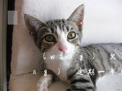 網(wǎng)貸欠了一年逾期(欠網(wǎng)貸逾期一年怎么辦)