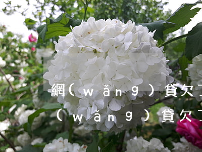 網(wǎng)貸欠了一萬塊錢怎么上岸(網(wǎng)貸欠了一萬塊錢怎么上岸)