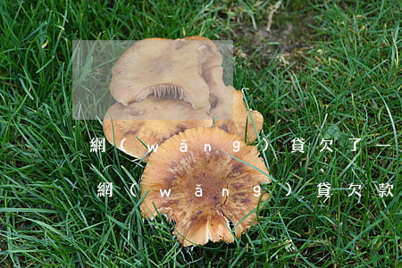 網(wǎng)貸欠了一萬多會上門催收嗎(網(wǎng)貸欠款一千多會上門催收嗎)