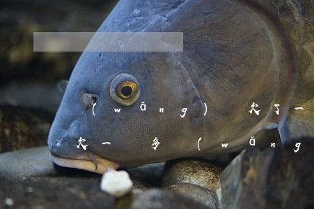 網(wǎng)貸欠了一萬多需要怎么辦(我欠一萬多網(wǎng)貸怎么辦)