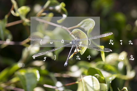 網(wǎng)貸欠了九萬多(欠了網(wǎng)貸九千還不起怎么辦)