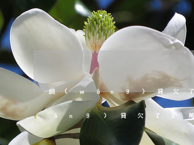 網(wǎng)貸欠了兩三萬怎么辦(網(wǎng)貸欠了3萬怎么辦)